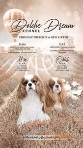 Kavalijer španijel kralja Čarlsa